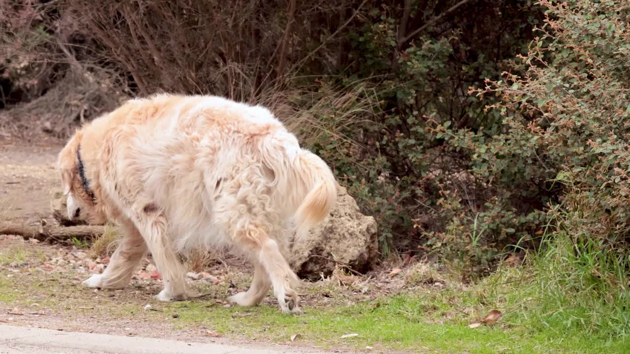 老金毛猎犬在户外散步视频素材