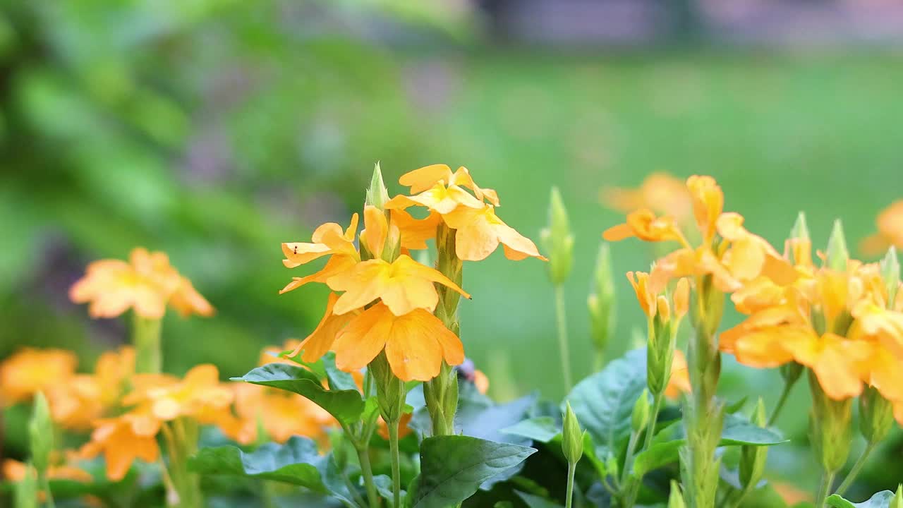 墨尔本花园的花视频素材