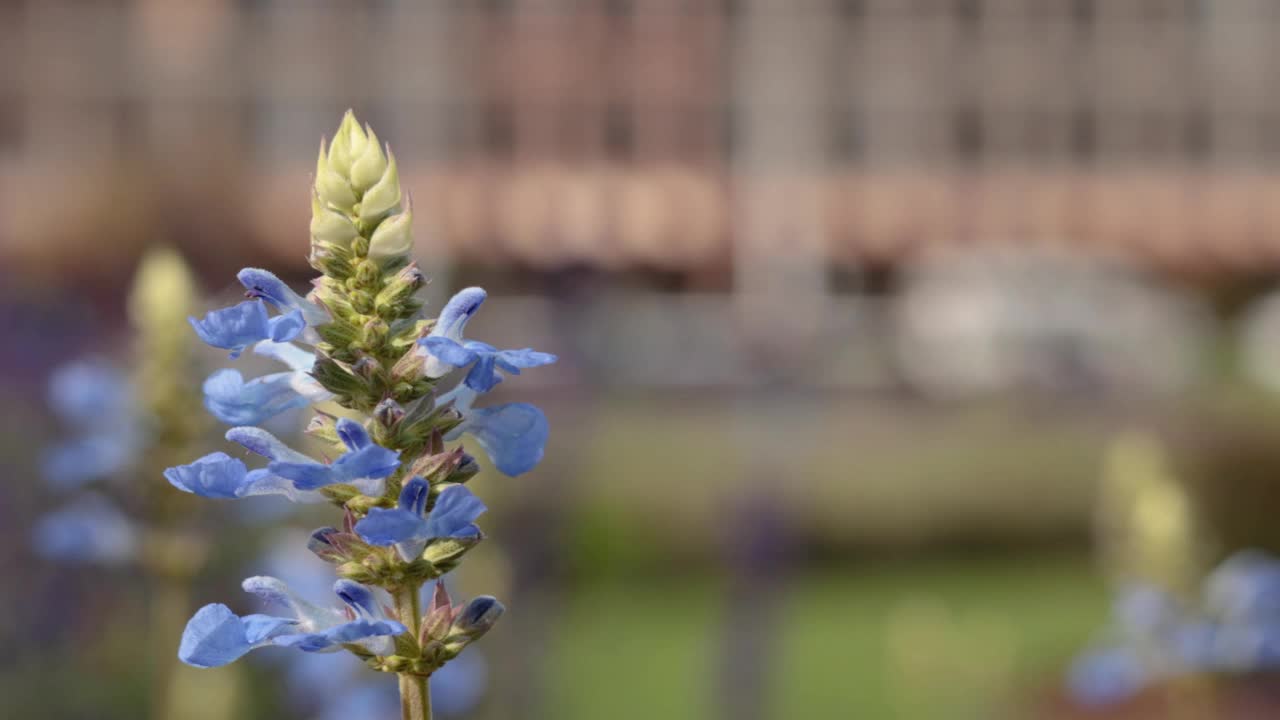 墨尔本花园的蓝色花朵视频素材