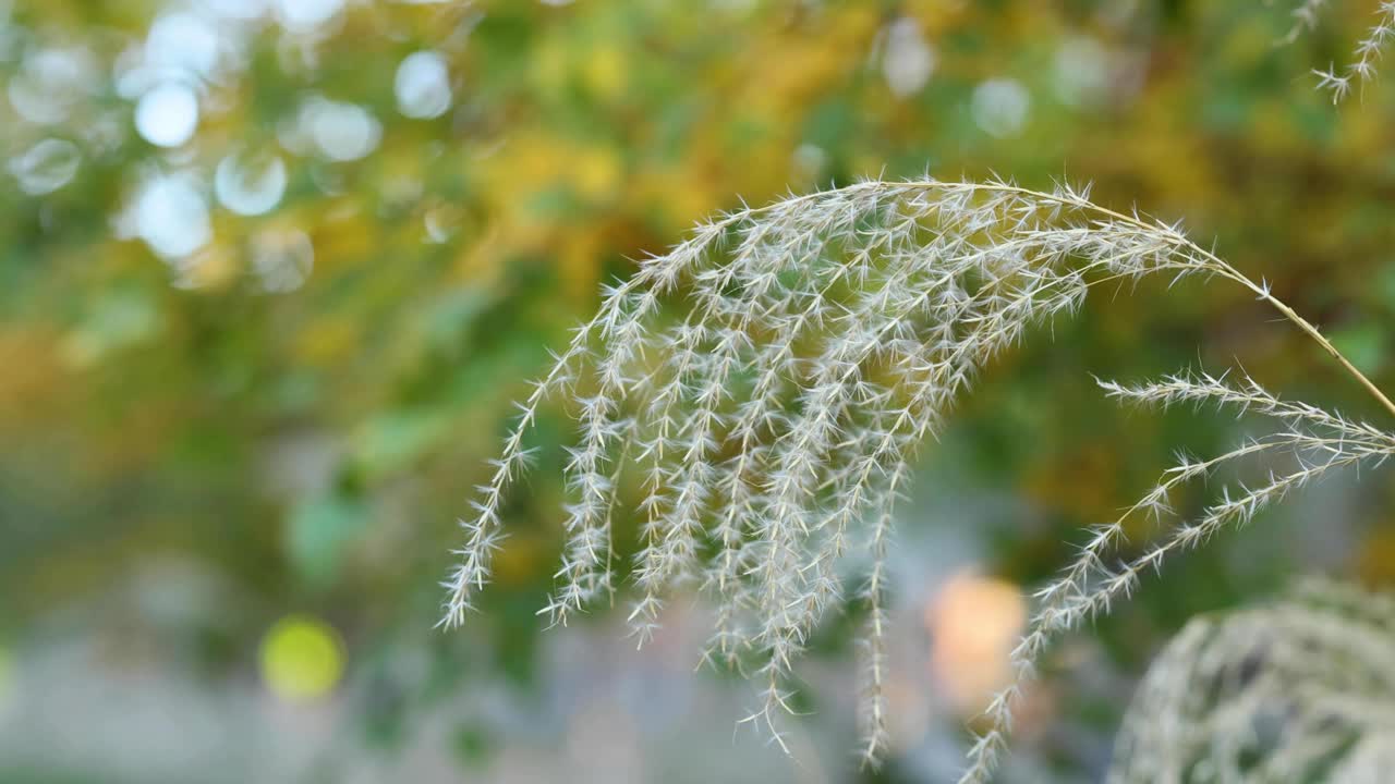 墨尔本微风中摇曳的草视频素材