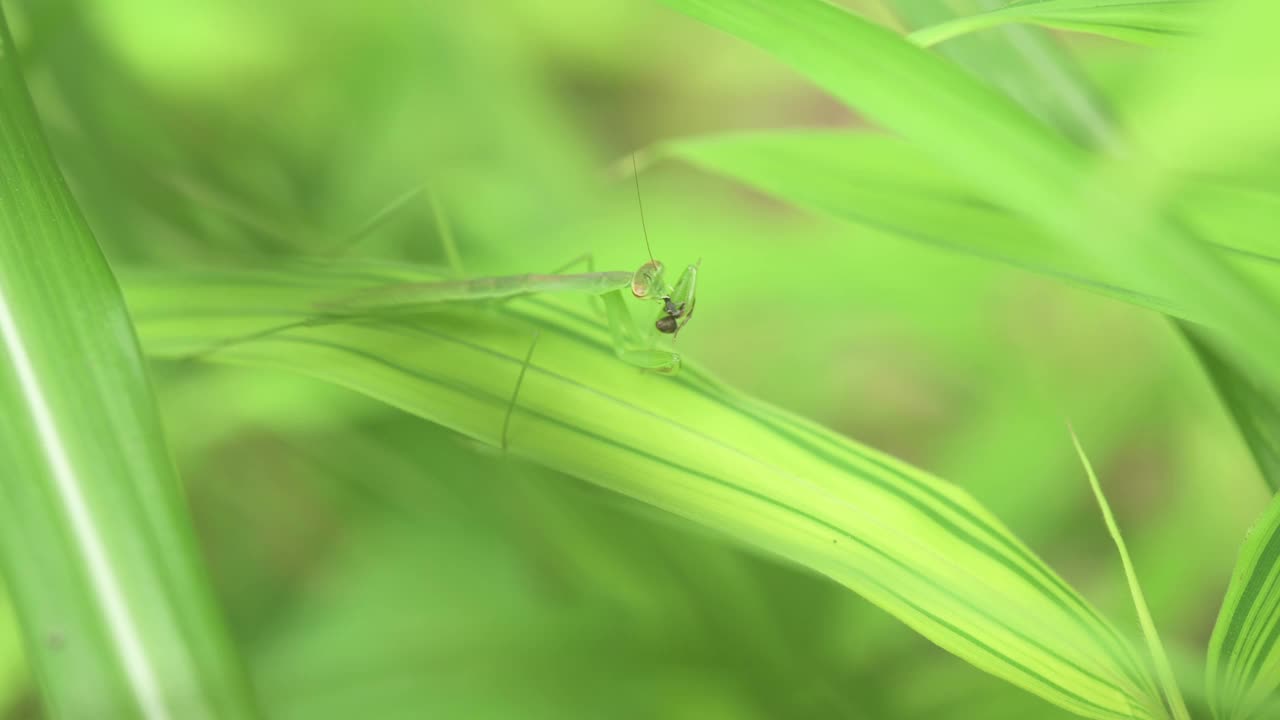 初夏，螳螂在树叶上吃蚂蚁。视频下载