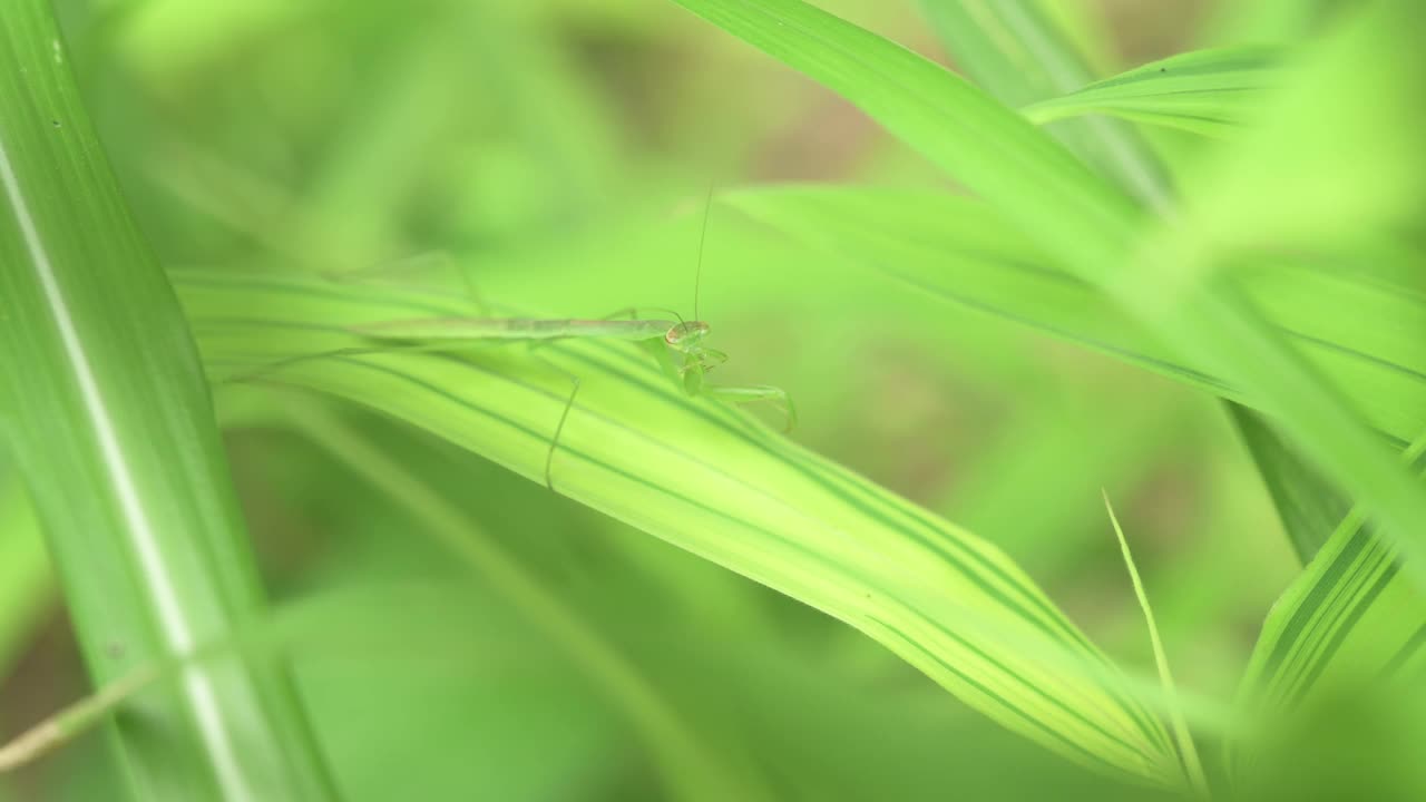 初夏，螳螂在树叶上吃完饭后整理自己。视频下载