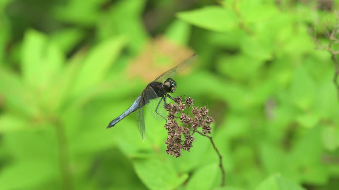 蜻蜓在短暂休息后起飞。视频下载