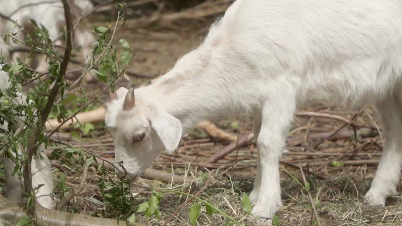 一只长着小角的白色小山羊正在啃树枝上的叶子。视频素材