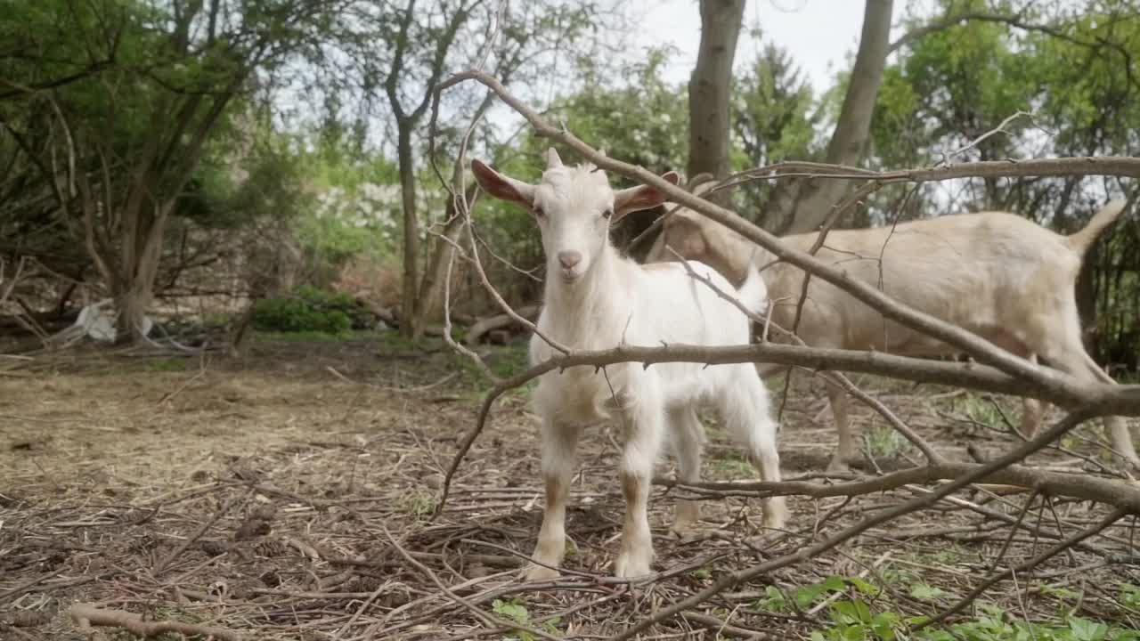 一只长着小角的白色小山羊躲在农场的树枝间。视频素材