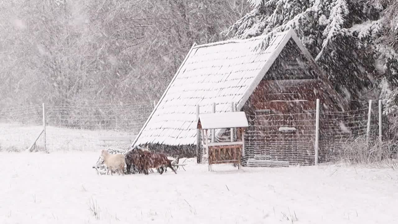 下雪的农场景象，羊群在乡下的木谷仓旁安静地吃草视频下载