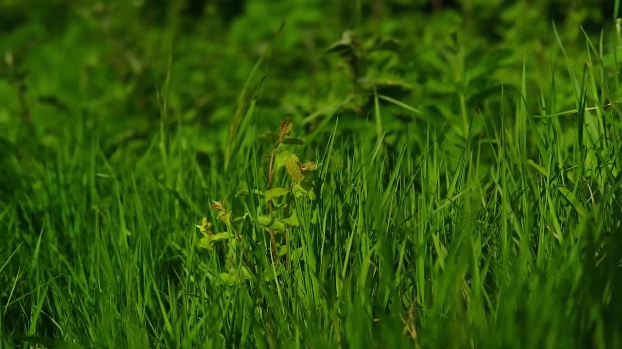 郁郁葱葱的绿草在夏日的微风中轻轻摇曳，营造出一种宁静祥和的景象视频素材