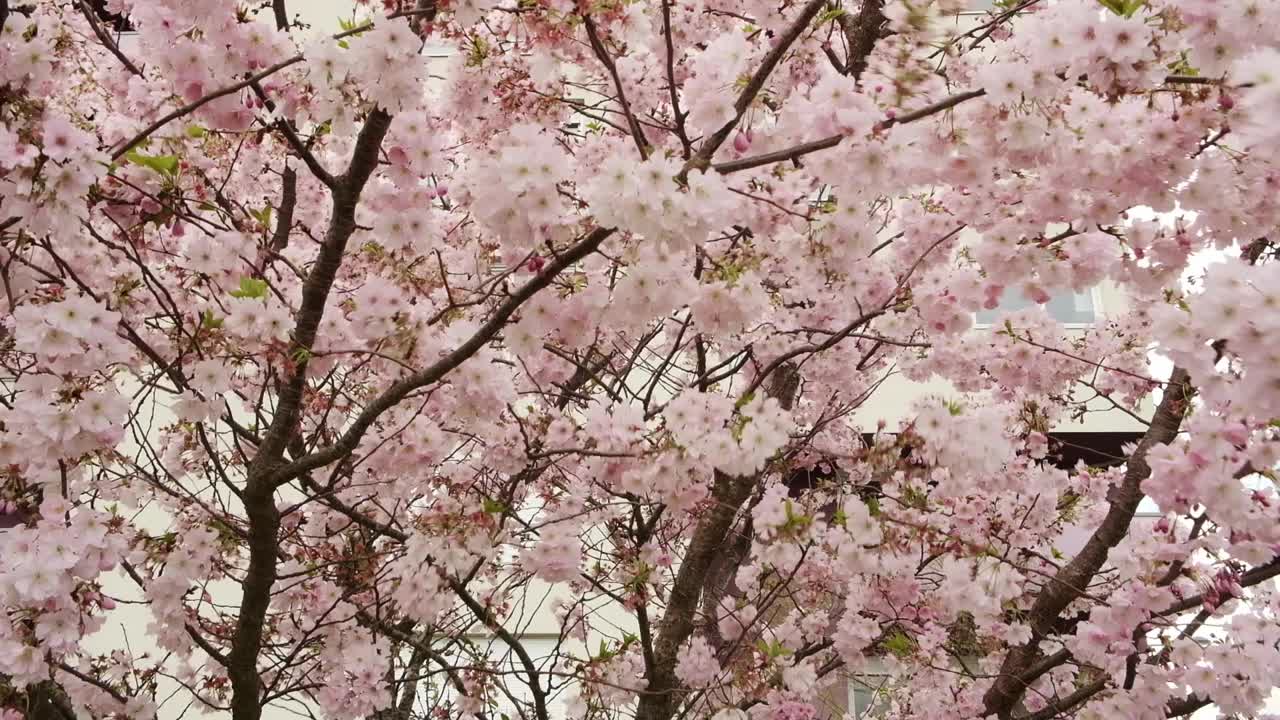 樱花盛开的美丽特写，展示了它们精致的粉红色花瓣和优雅的树枝视频下载