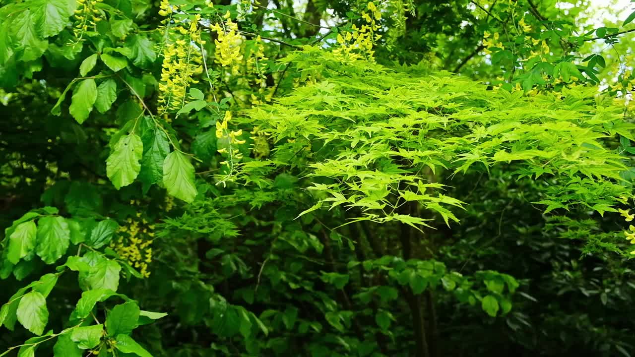 郁郁葱葱的绿叶和鲜艳的黄花在这片春天的森林里创造了一幅宁静而美丽的景色视频下载