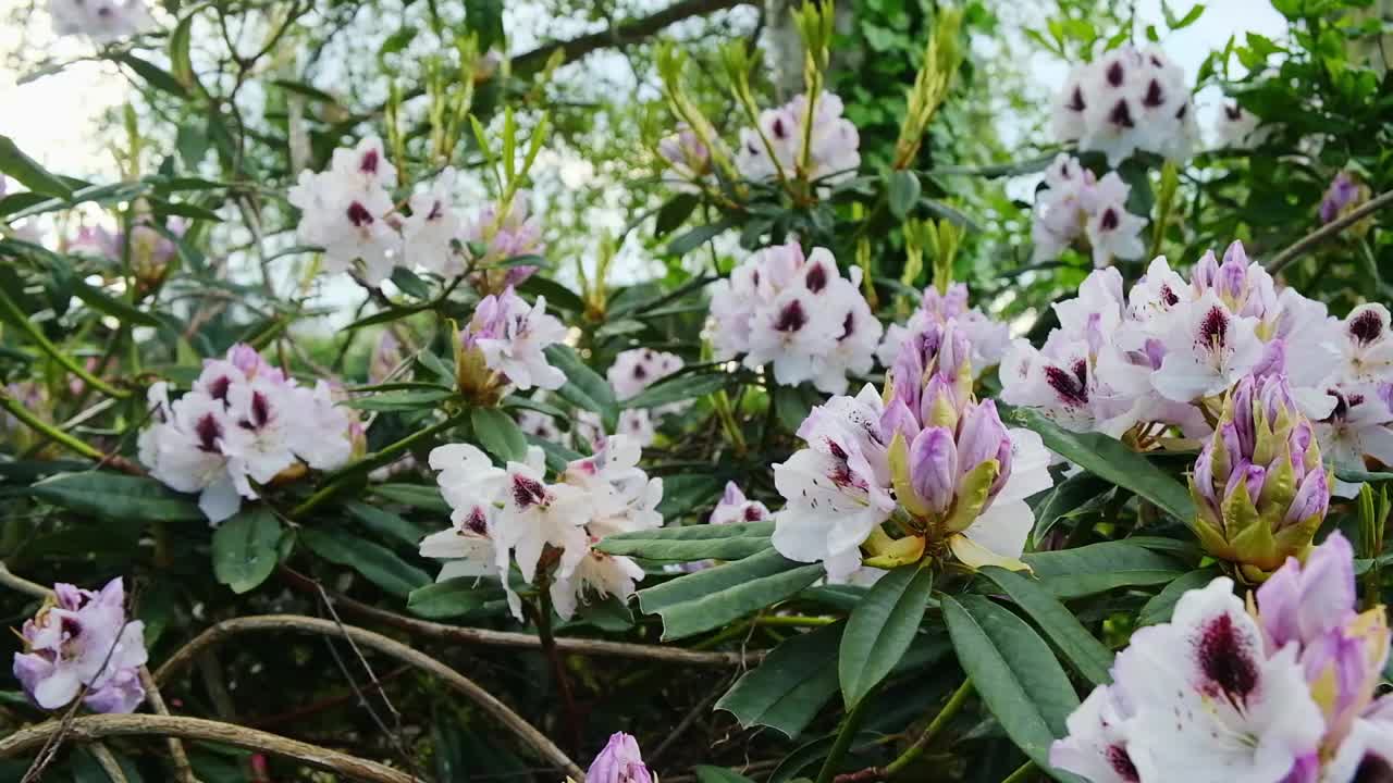 这是一张充满活力的白色和紫色杜鹃花盛开的特写照片，展示了它们精致的美丽视频下载