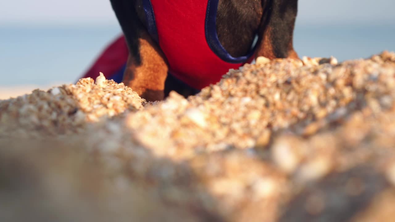 穿着救生员服装的腊肠犬坐在海滩上维持秩序视频素材