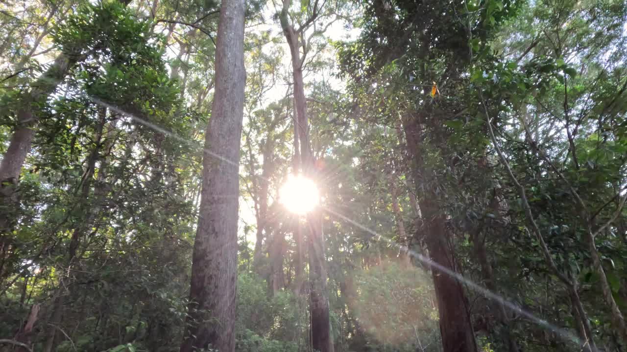 透过树林的阳光视频素材