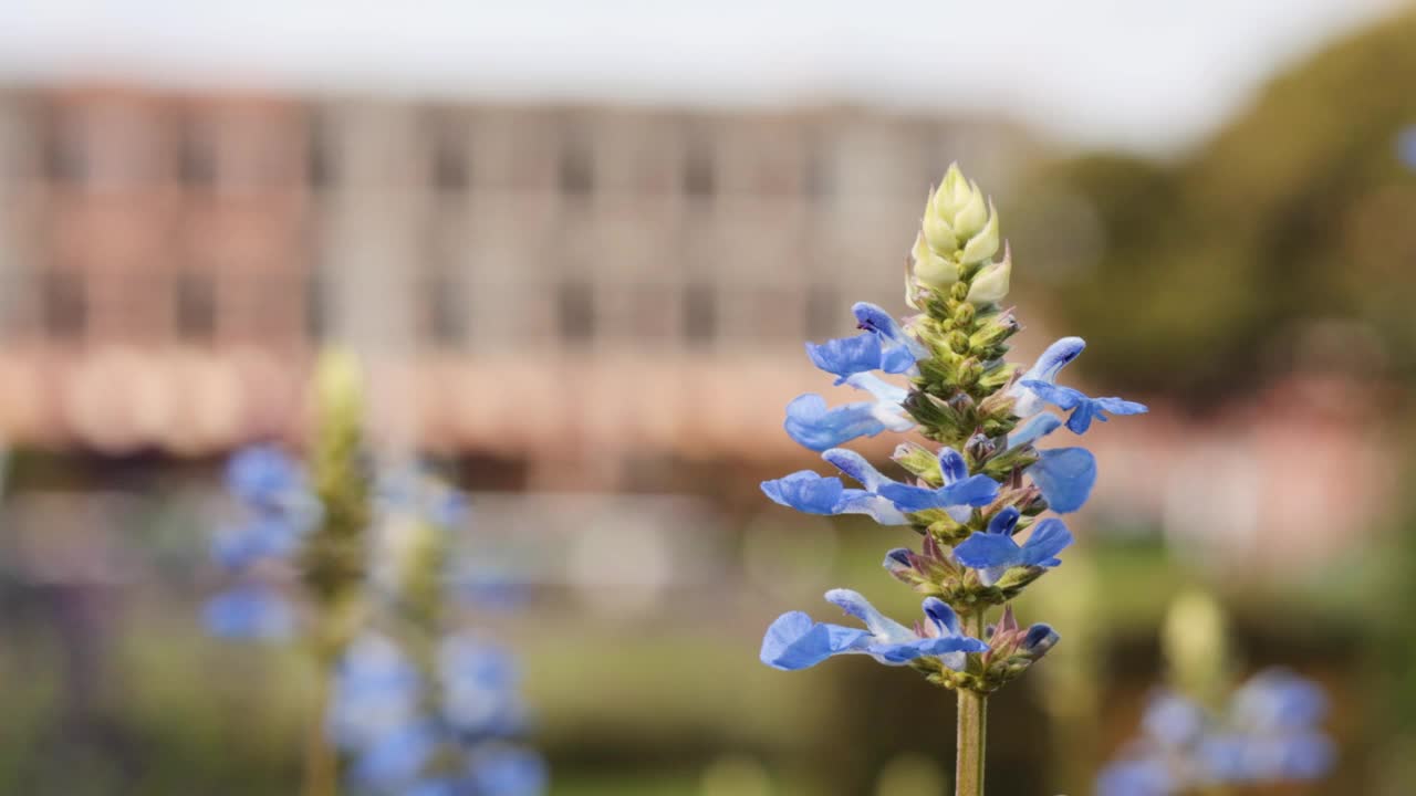 墨尔本花园的蓝色花朵视频素材