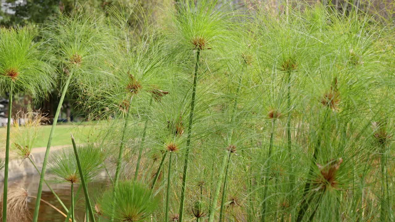 墨尔本的草和植物视频素材