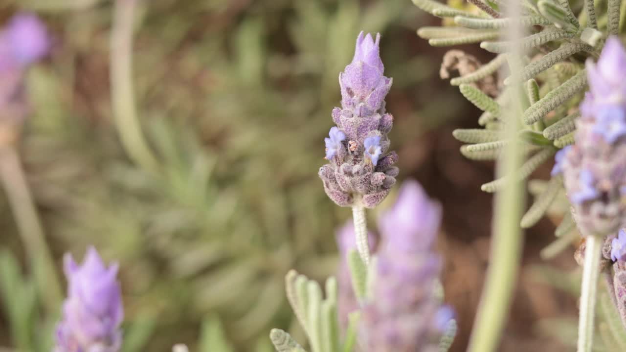 墨尔本花园的薰衣草花视频素材