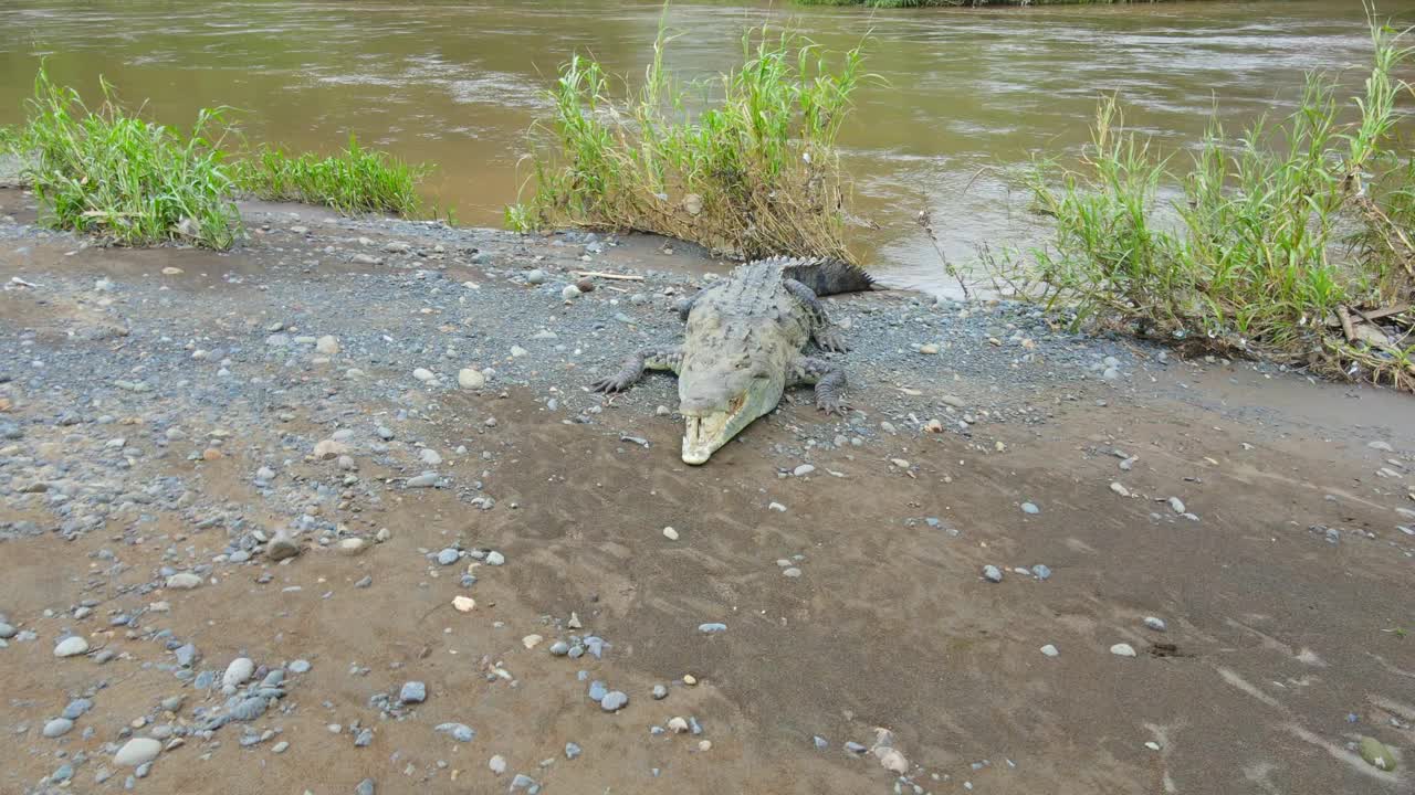 鳄鱼河，哥斯达黎加视频素材