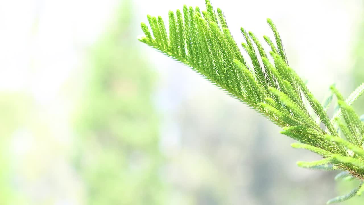 考艾松枝特写视频素材