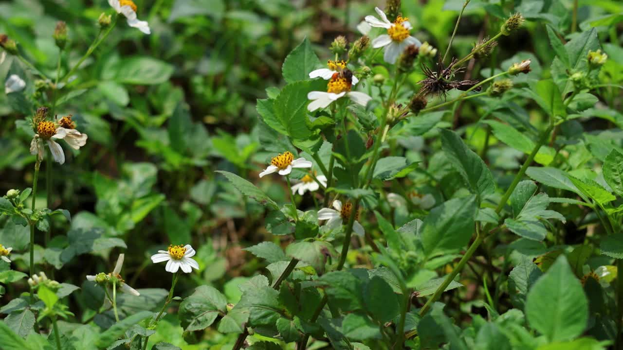 蜜蜂在宁平为花授粉视频素材