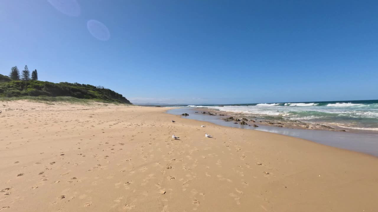 南布卡海滩上的海鸥视频素材