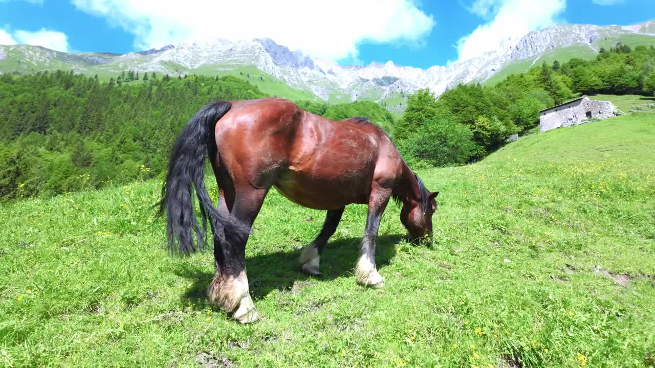 一匹马在山上的草地上吃草视频下载