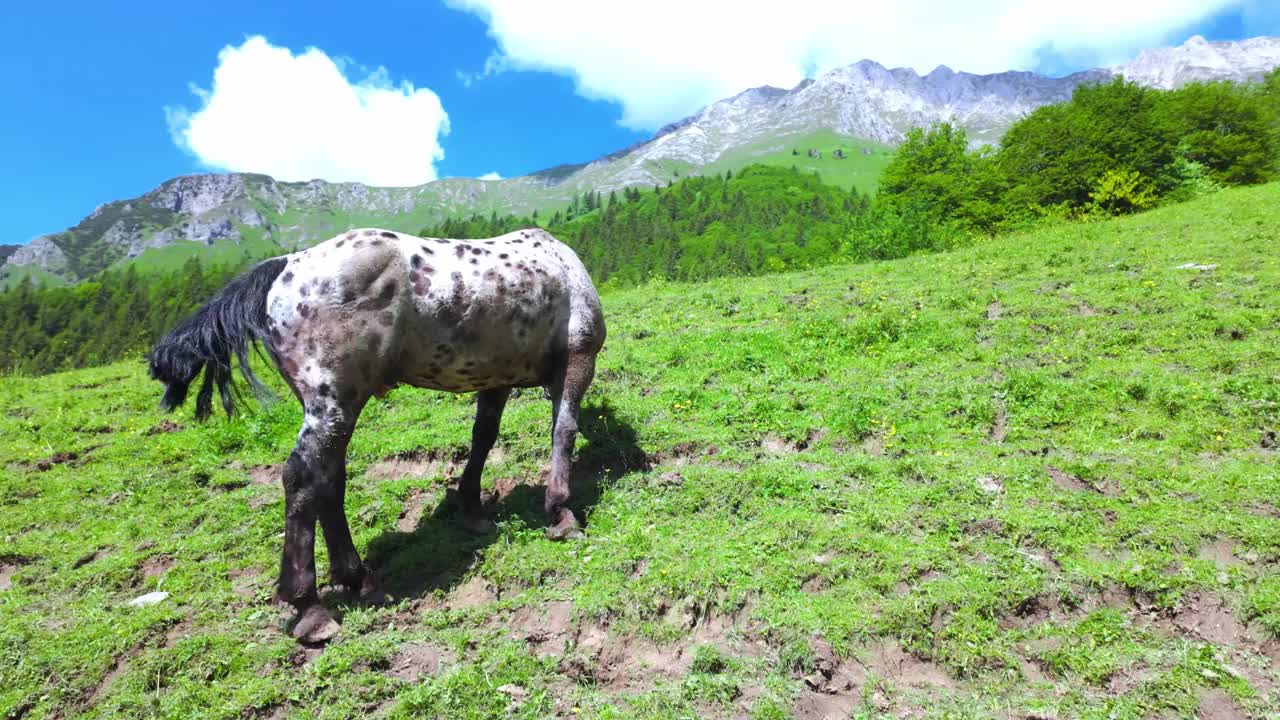 一匹马在山上吃草视频下载