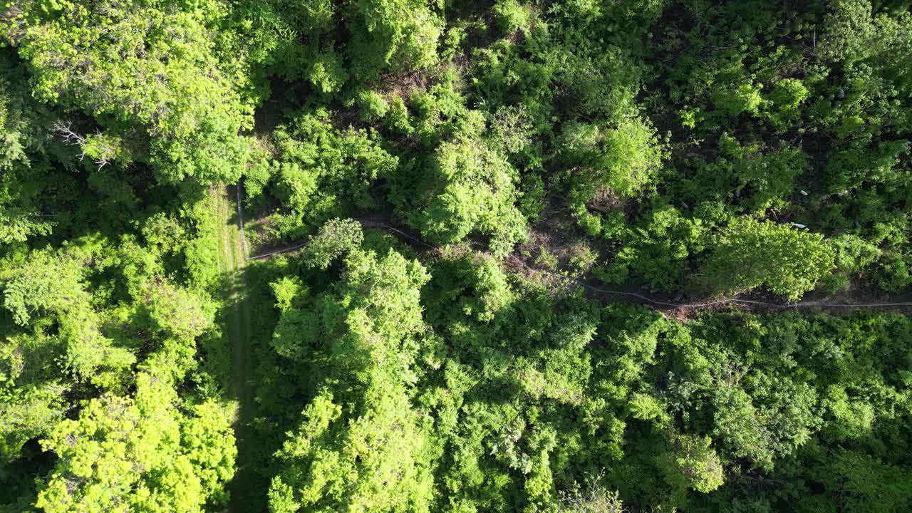 空中视角从树冠上方捕捉到茂密的树叶和绿色植物视频素材