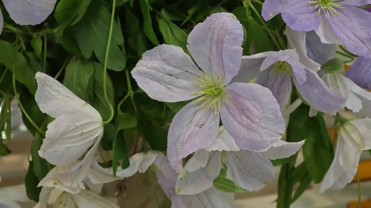 花卉市场的鲜花。视频素材