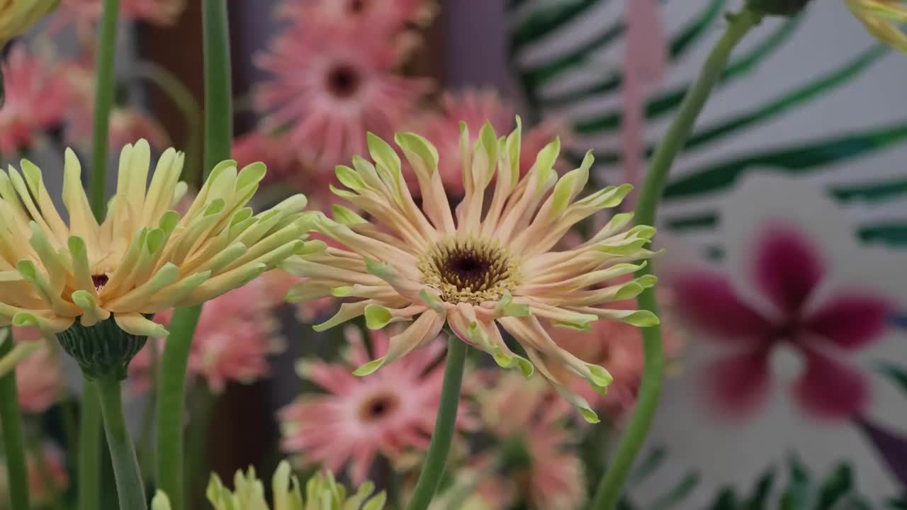 花卉市场的鲜花。黛西系列。视频素材