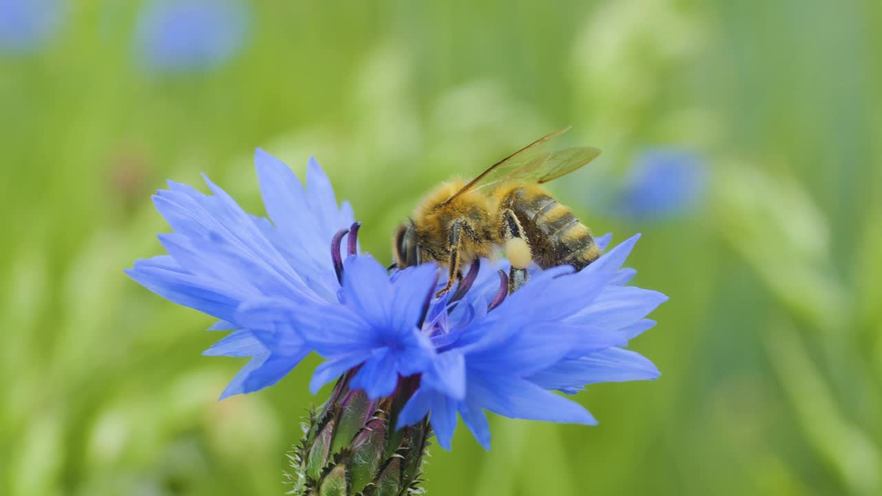 蜜蜂身上覆盖着花粉，在蓝色菊苣花上采集花蜜。春天菊苣花特写。微距镜头蜜蜂授粉春天紫色花朵盛开。视频素材