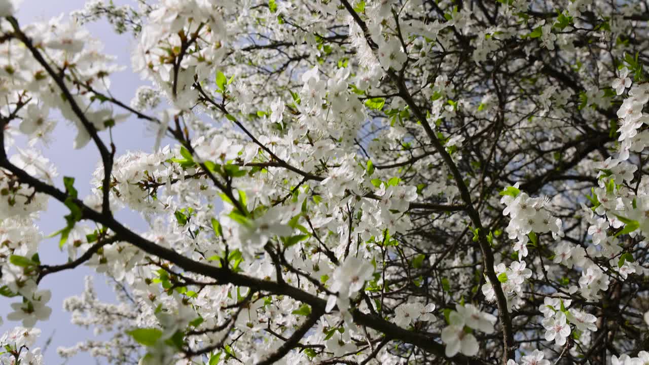 果园里树上开着白色的小花，樱花盛开视频素材