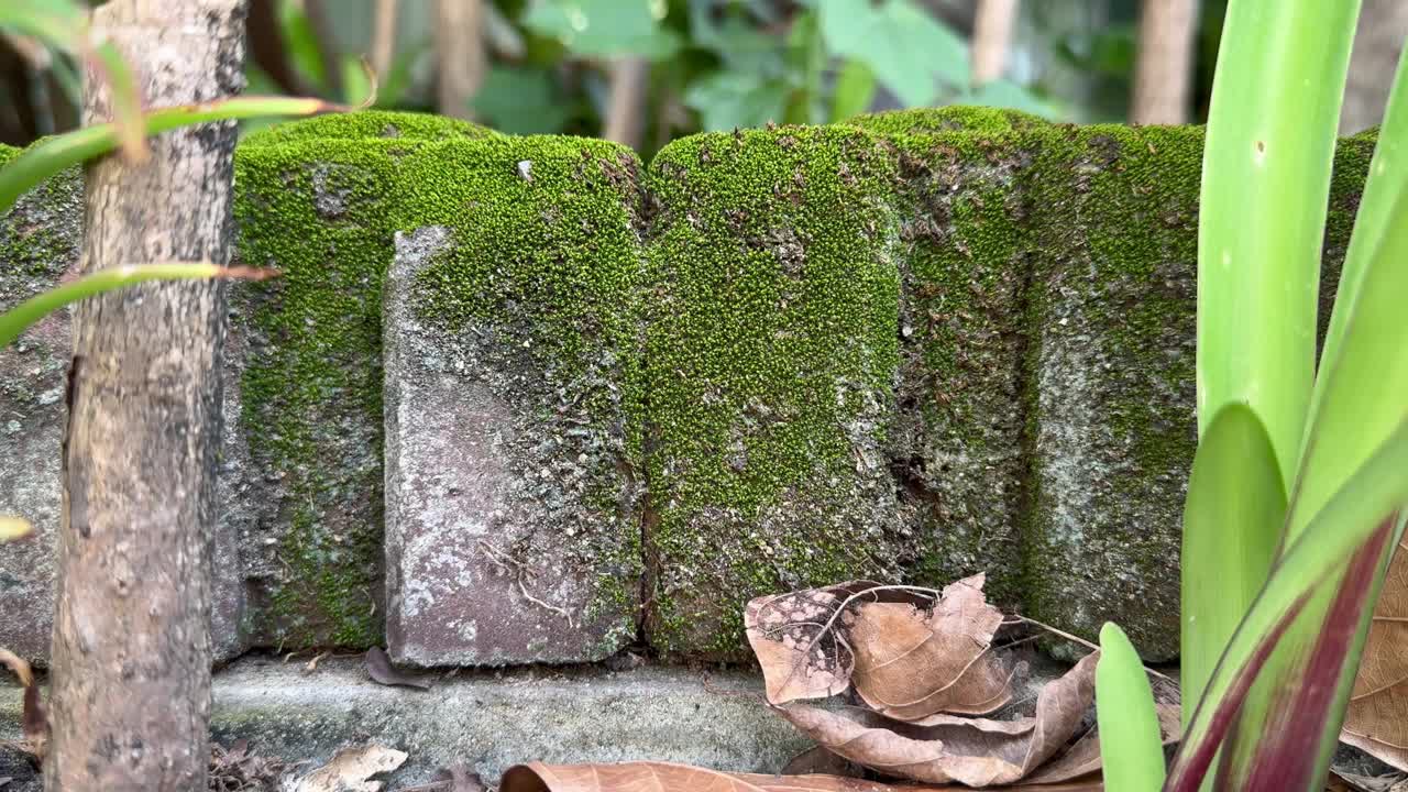 青苔长在人行道两旁的砖上。视频下载