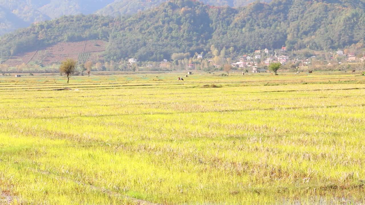 平原景观视频素材