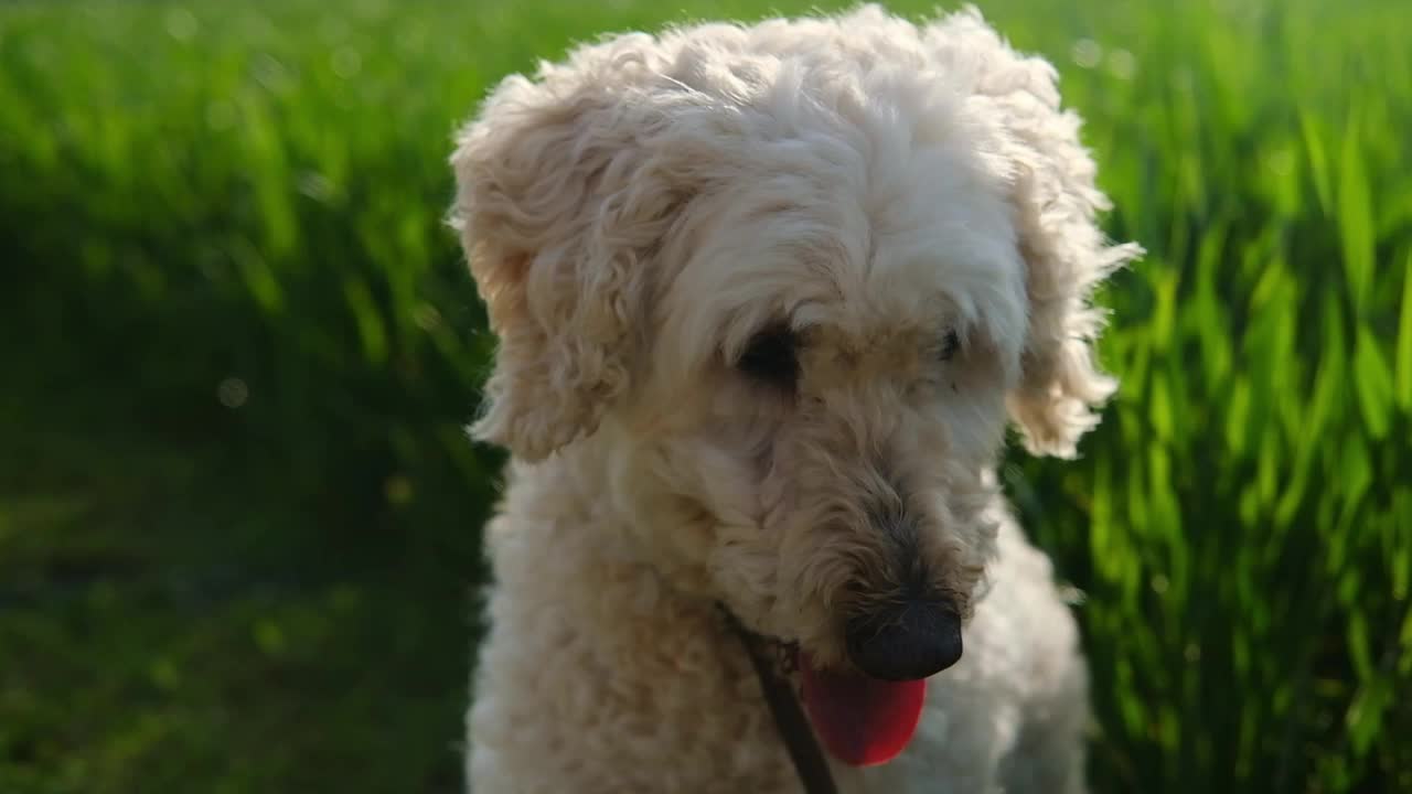 一只小金毛猎犬在夏日享受着阳光和草地视频素材