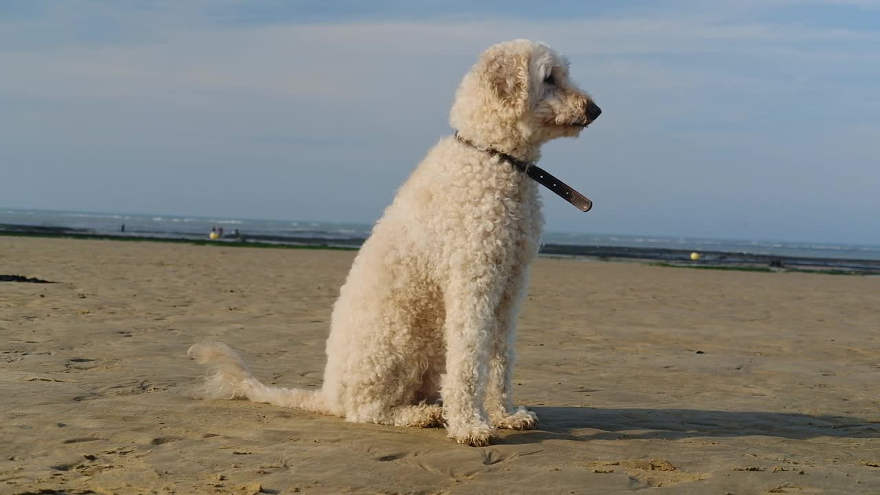 一只毛茸茸的金毛猎犬在海滩上享受着阳光明媚的一天，耐心地坐在海边视频下载