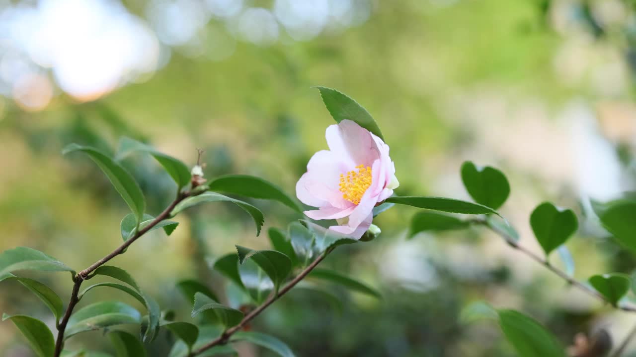 粉红色的花在风中摇曳视频素材