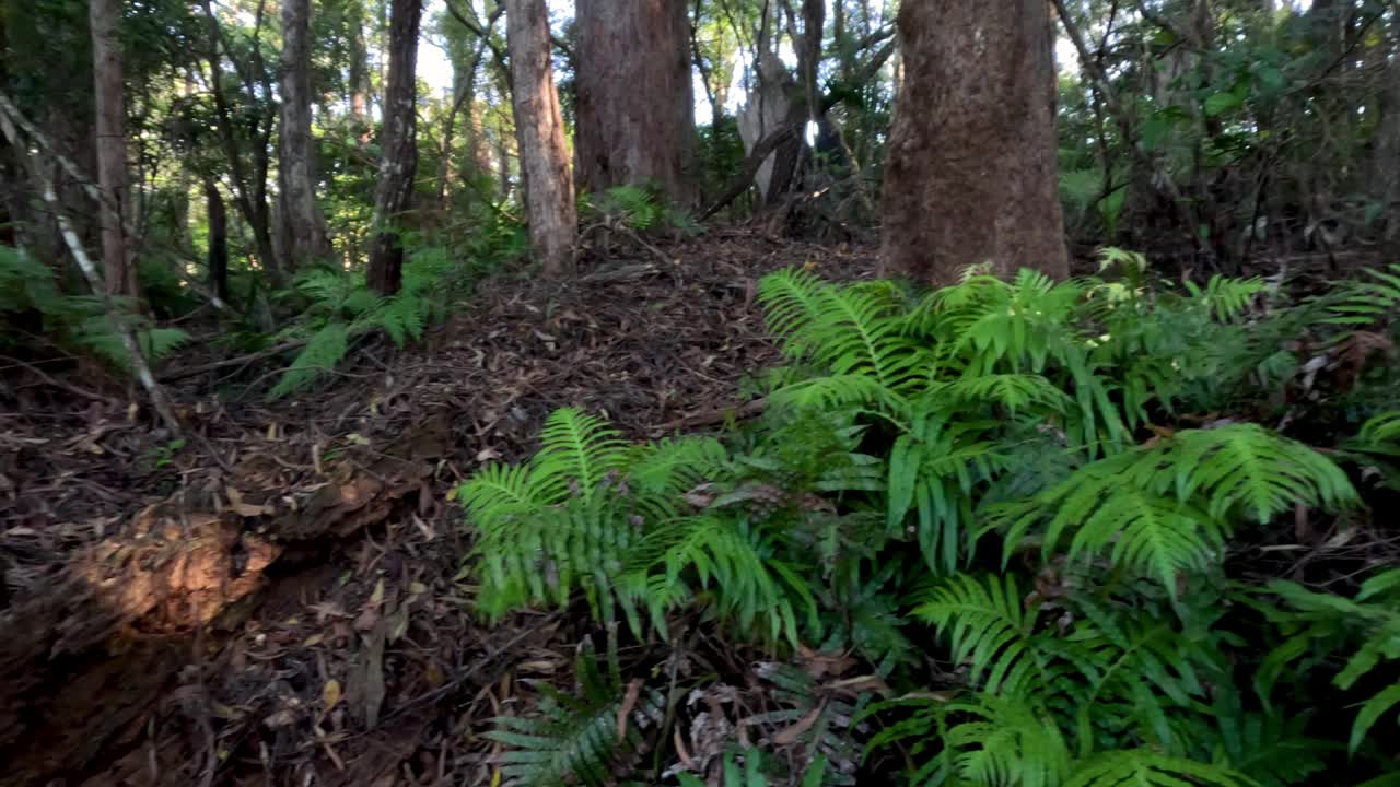 春溪郁郁葱葱的森林植被视频素材