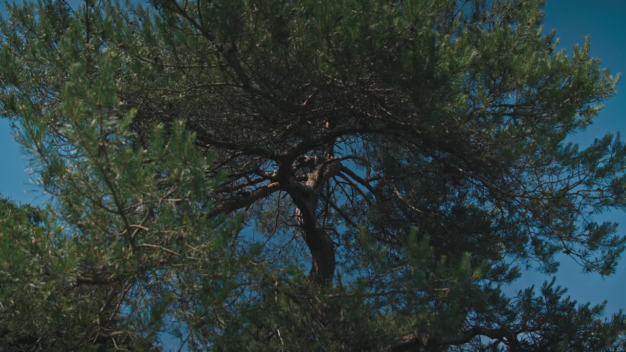 阳光明媚的日子里，郁郁葱葱的松枝映衬着湛蓝的天空视频素材