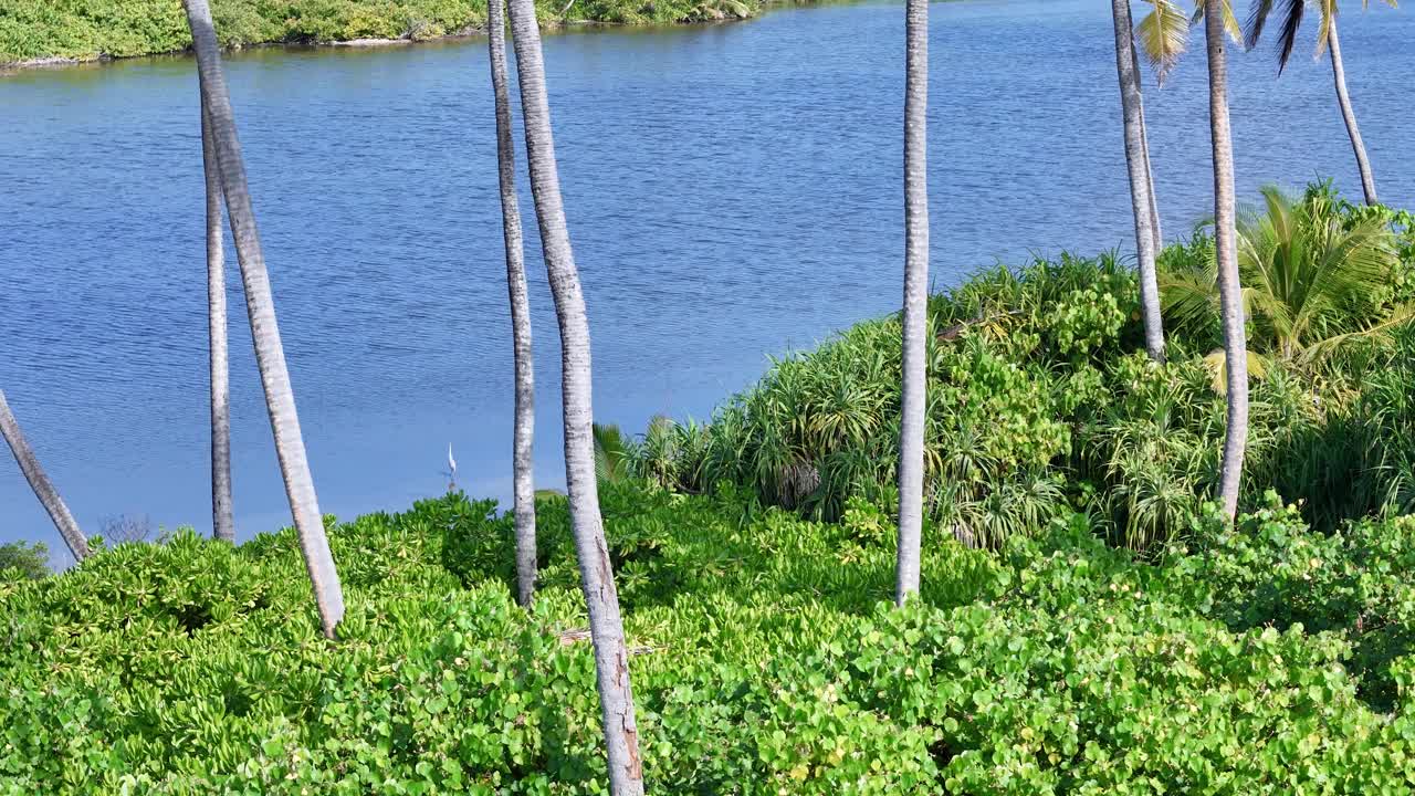 鸟瞰马尔代夫阿杜自然公园的棕榈树、海洋和绿色植物。视频素材