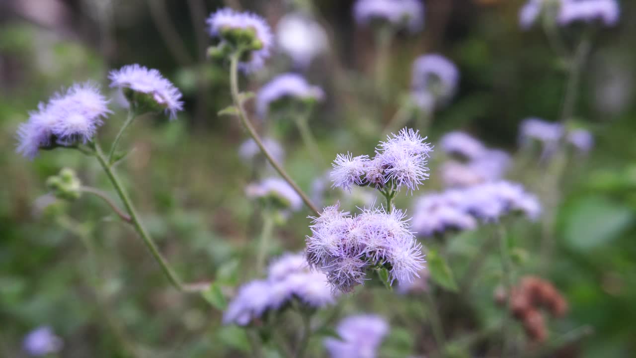 开花的隼形花序视频素材