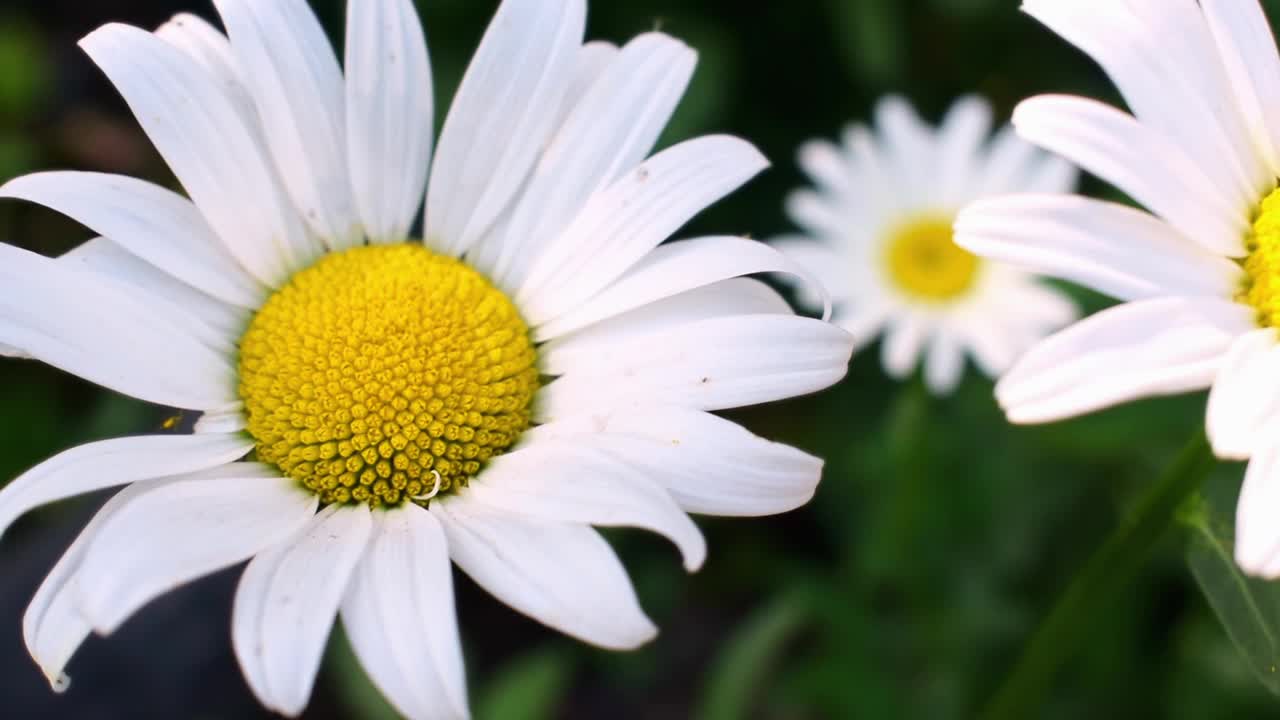 洋甘菊花特写。夏日花园里的白色雏菊迎风摇曳。镜头沿着植物缓慢移动。自然春色。视频素材