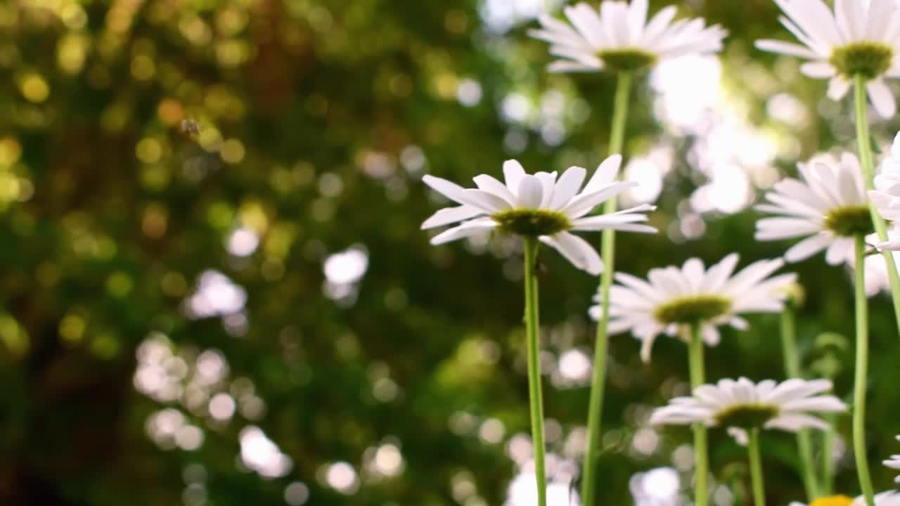 许多盛开的洋甘菊花与飞虫，底部视图。夏天花园里的雏菊花。摄像机沿着植物缓慢移动。自然春色。视频素材