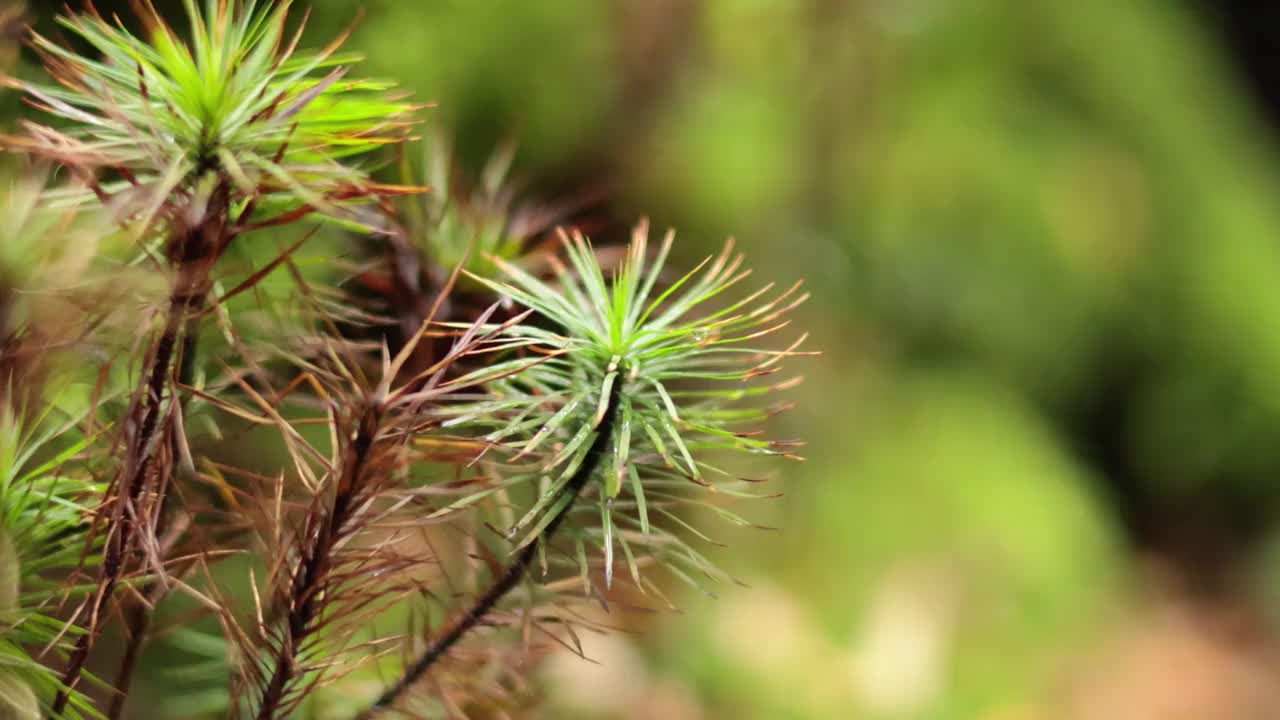 墨尔本苔藓的特写视频素材