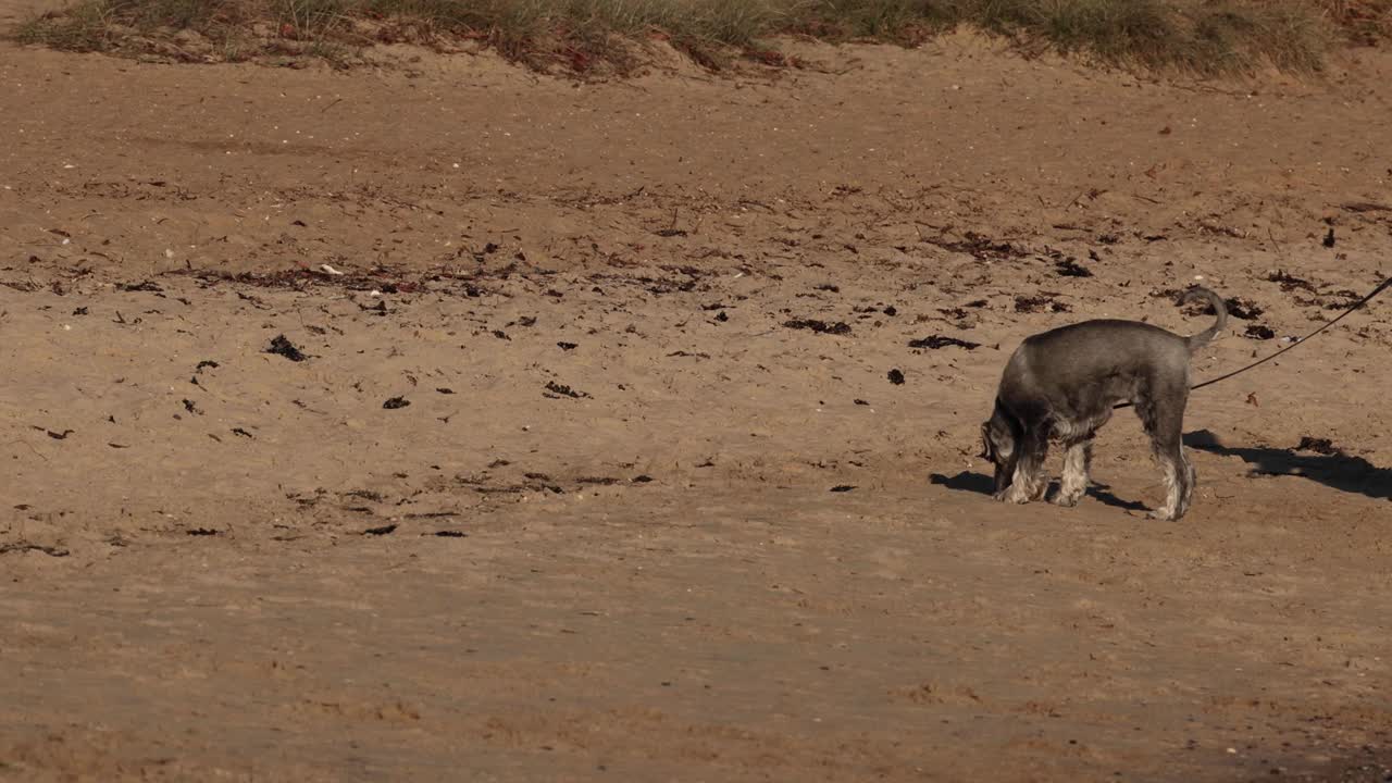 狗狗探索布莱顿海滩视频素材