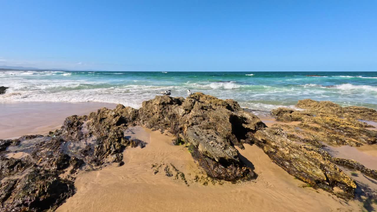 海鸥在波涛汹涌的岩石海滩上视频素材