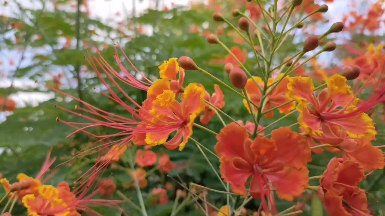 孔雀花视频素材