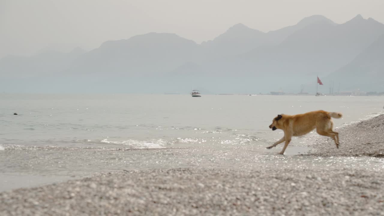 一只姜黄色的大流浪狗在浅浅的海水中嬉戏，沿着海岸奔跑。缓慢的运动。视频素材