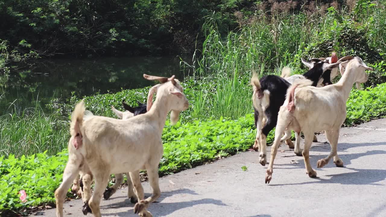 在宁平散步和吃草的山羊视频素材