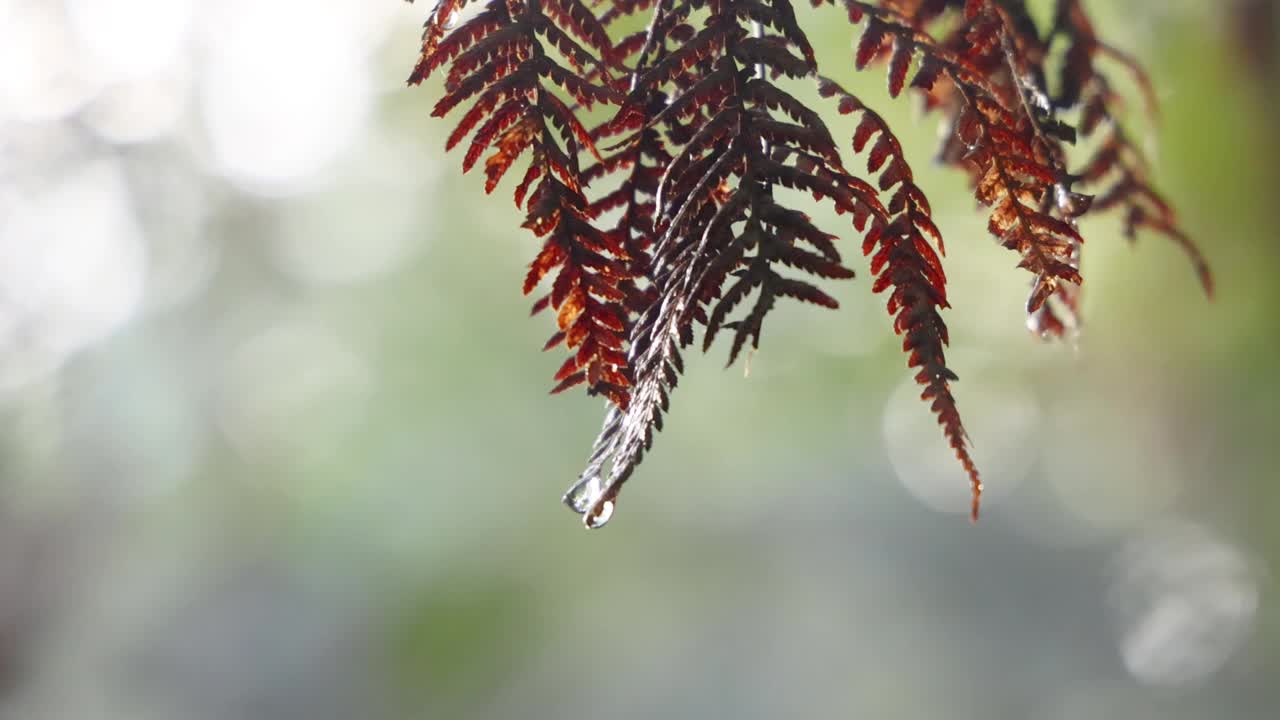 巴拉瑞特森林的秋天蕨类植物视频素材