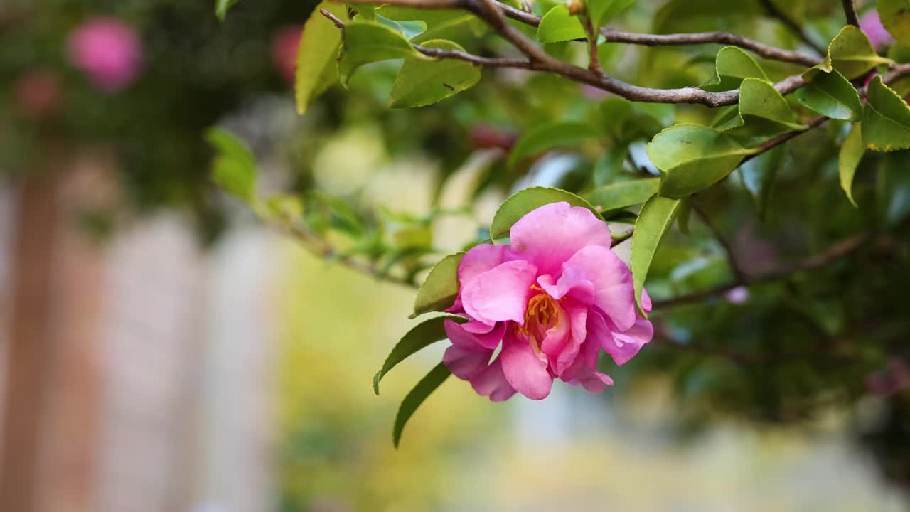 墨尔本花园的粉红之花视频素材