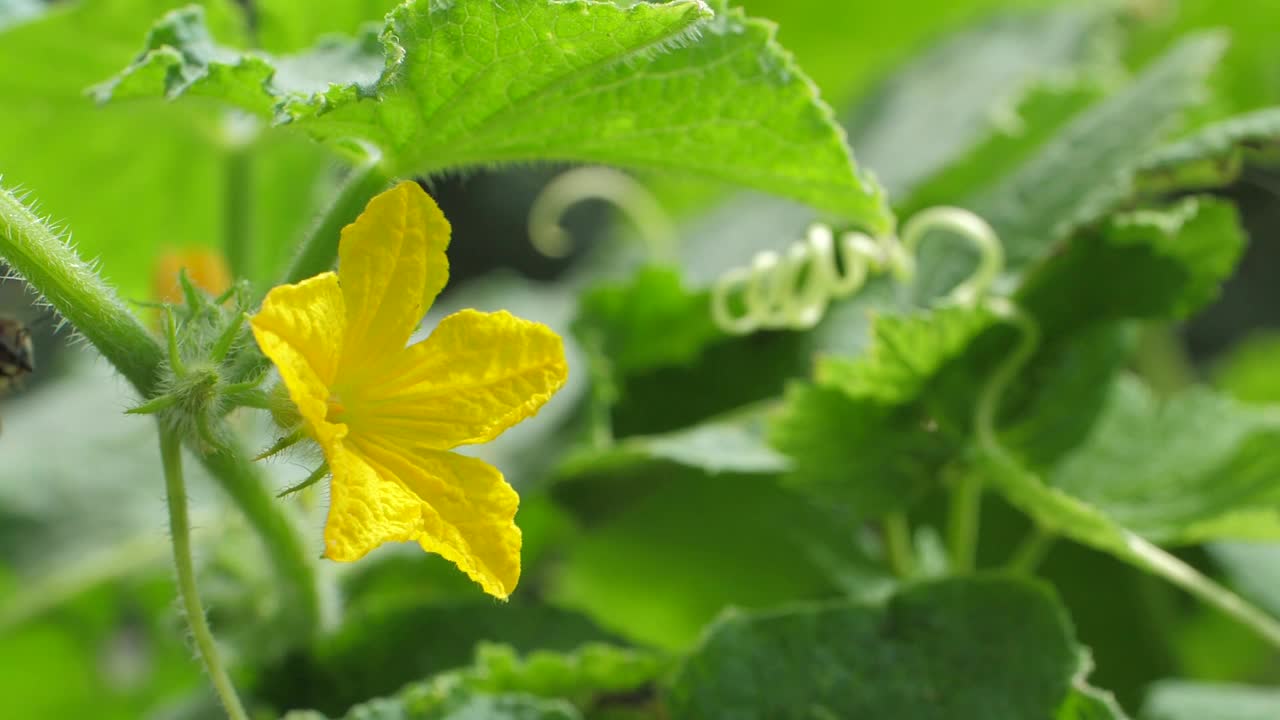 蜜蜂在后院采集黄黄瓜花的花蜜视频素材